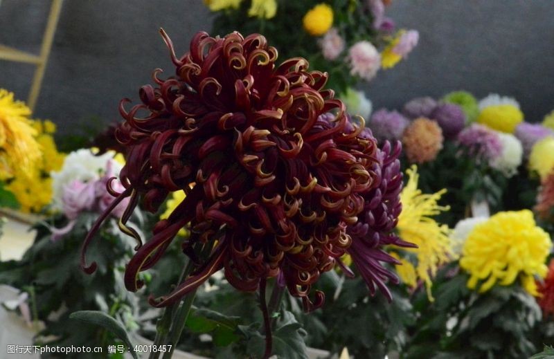 观赏花卉菊花图片