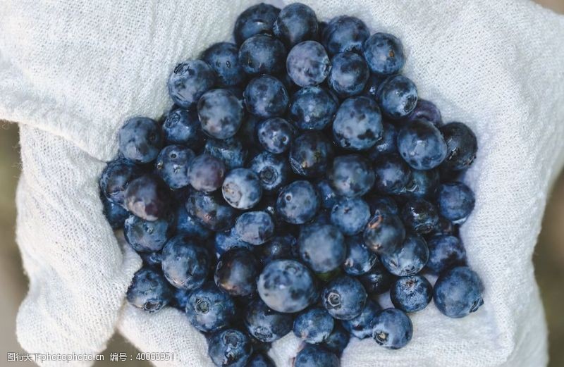 水果农场蓝莓图片