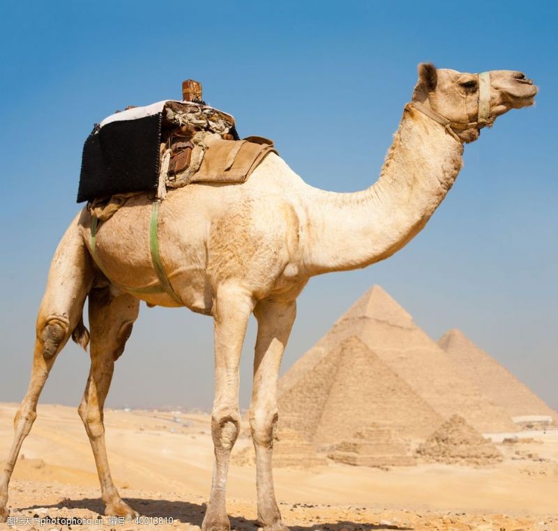 探险旅游骆驼高清拍摄素材图片