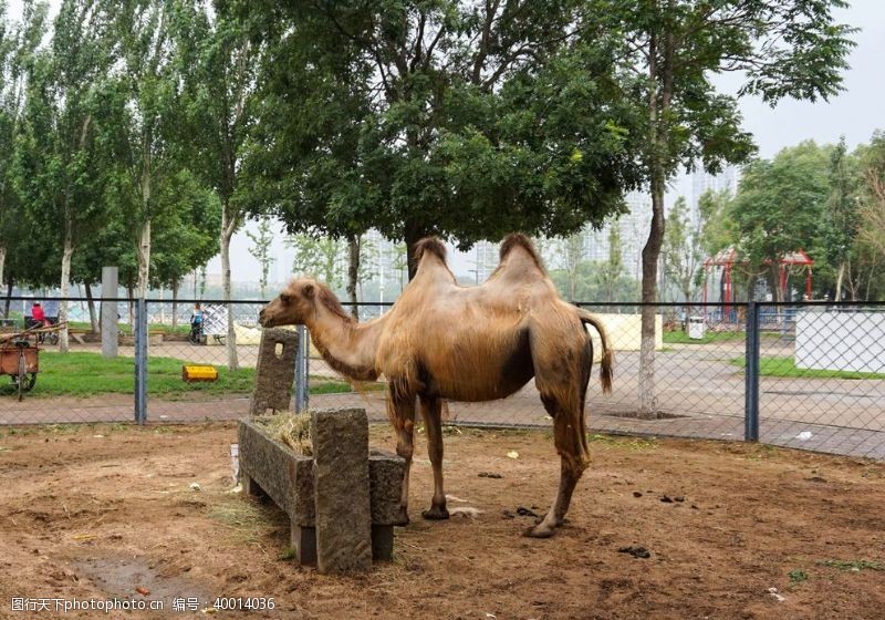 沙漠骆驼高清拍摄图片