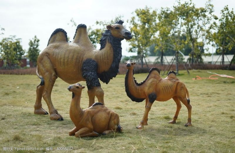 动物骆驼图片