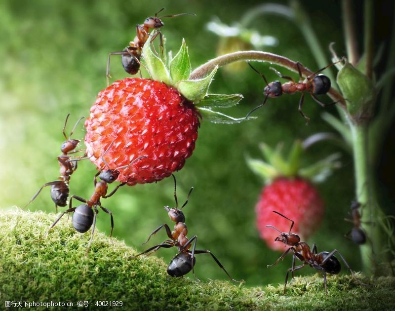 动作蚂蚁采摘草莓图片