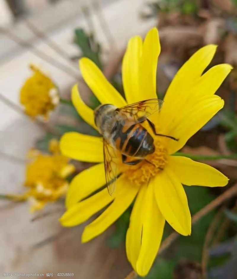 风采蜜蜂采花图片