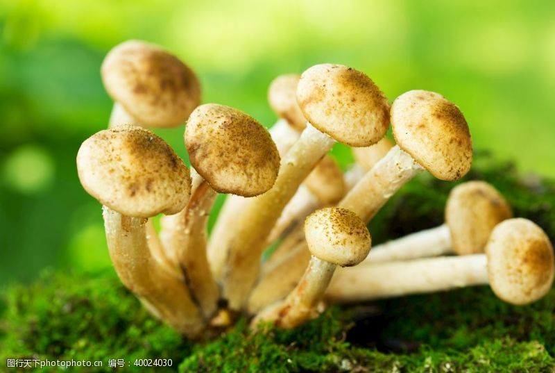 野生蘑菇蘑菇图片