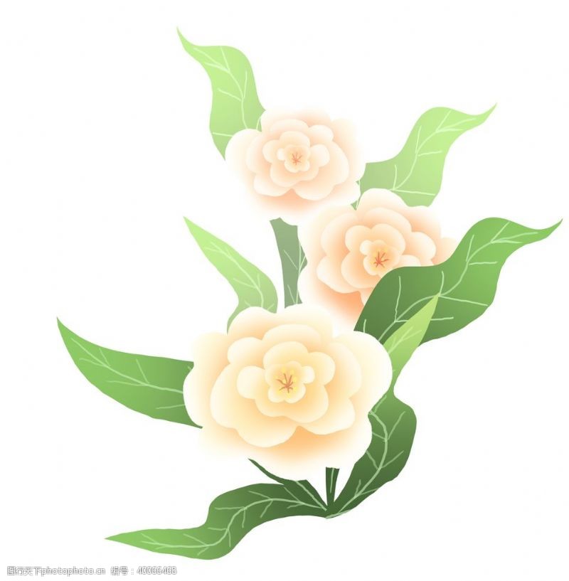 水彩花卉牡丹花插画图片