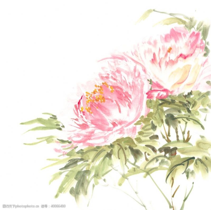 水彩花卉牡丹手绘插画图片