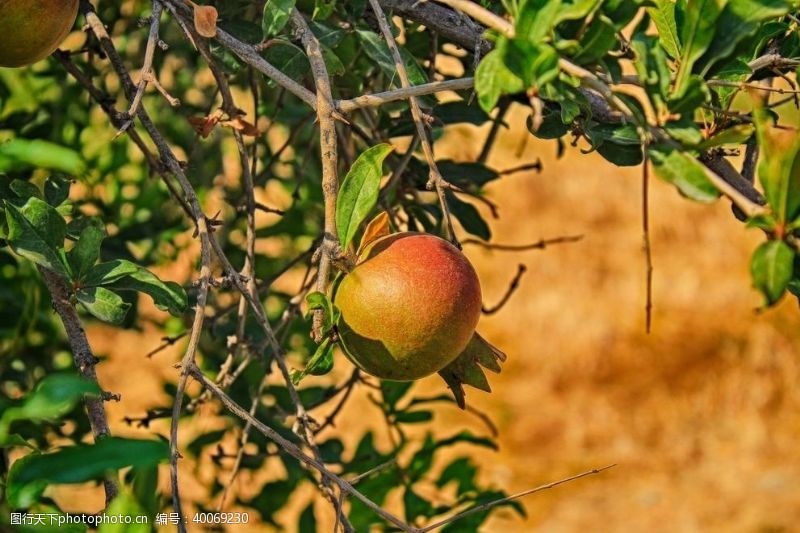 种树苹果园图片