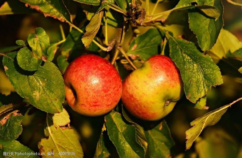 种树苹果园图片