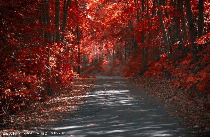秋季背景素材秋天图片