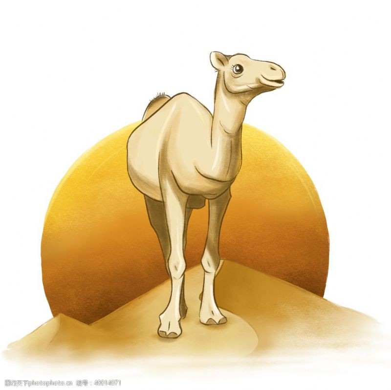 ps沙漠骆驼插画图片