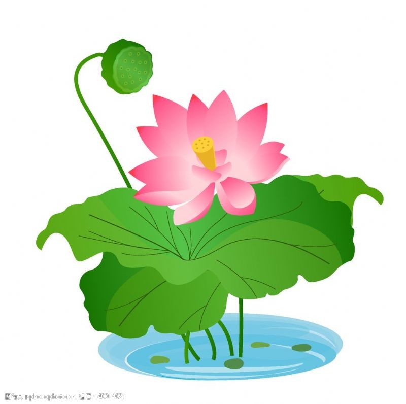 荷塘盛开的粉色荷花插画图片