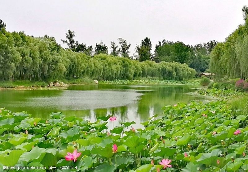 夏天风景盛夏荷花图片