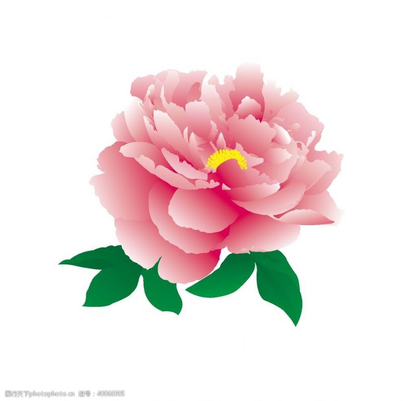 水彩花卉手绘牡丹素材图片