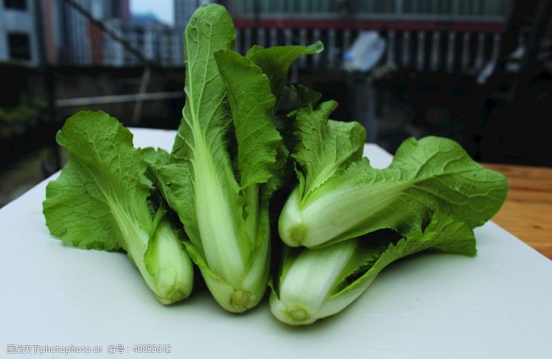 相机蔬菜白菜图片