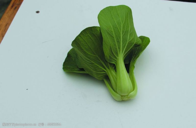 耳机蔬菜瓢耳白图片