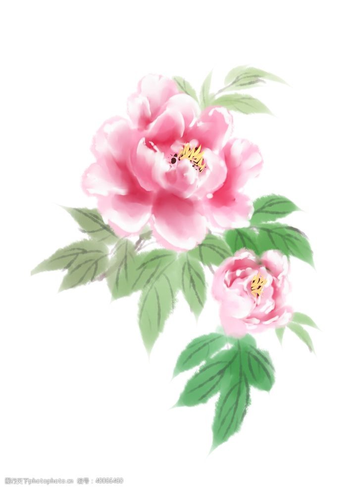 粉笔水彩牡丹插画图片