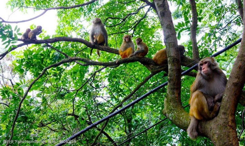 金猴树上猴子图片