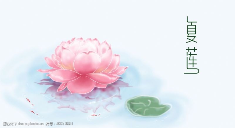 白夏至莲花插画图片