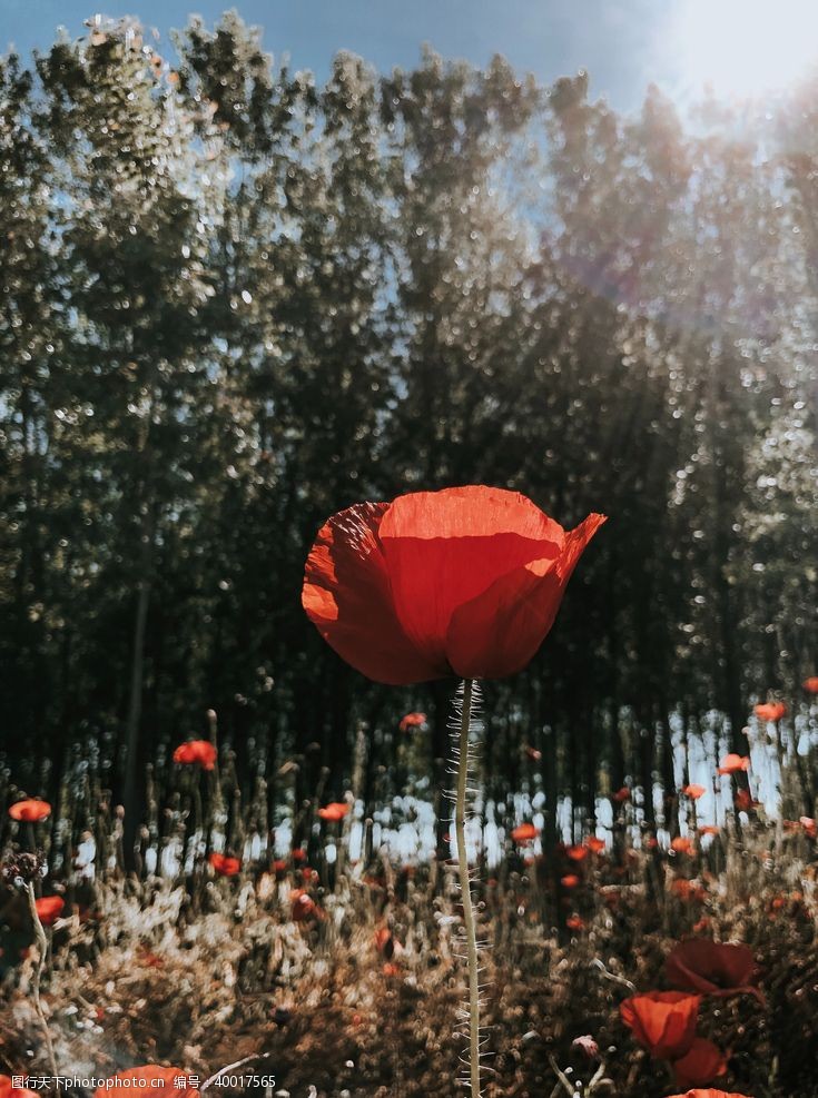 暗红罂粟花图片
