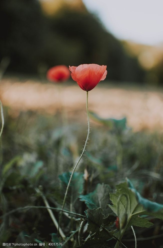 米白罂粟花图片