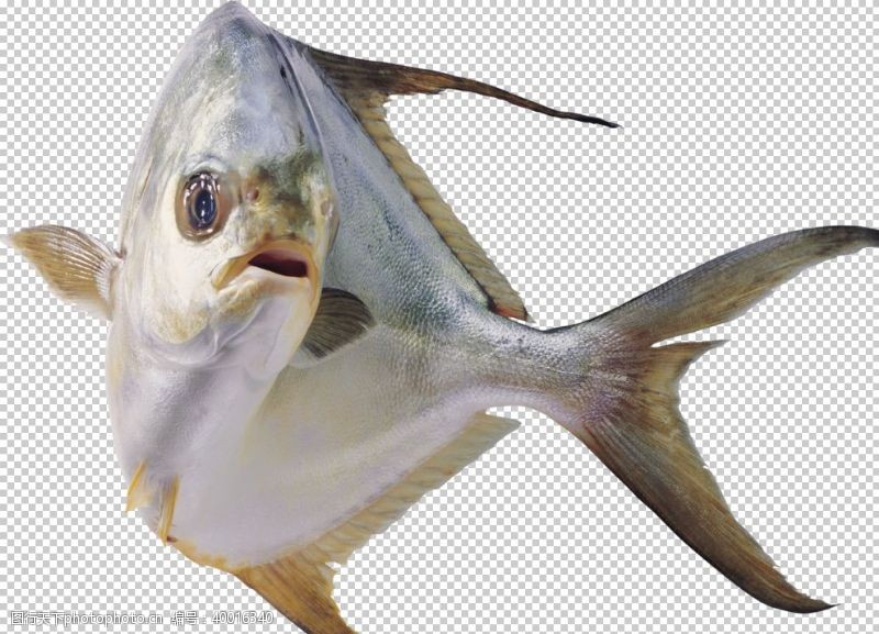 鲅鱼鱼图片