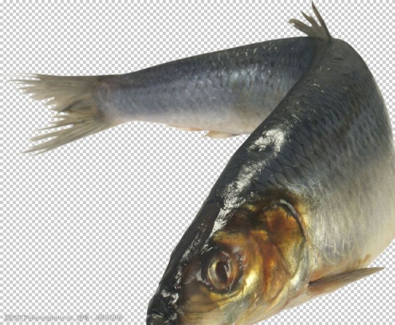 三文鱼鱼图片