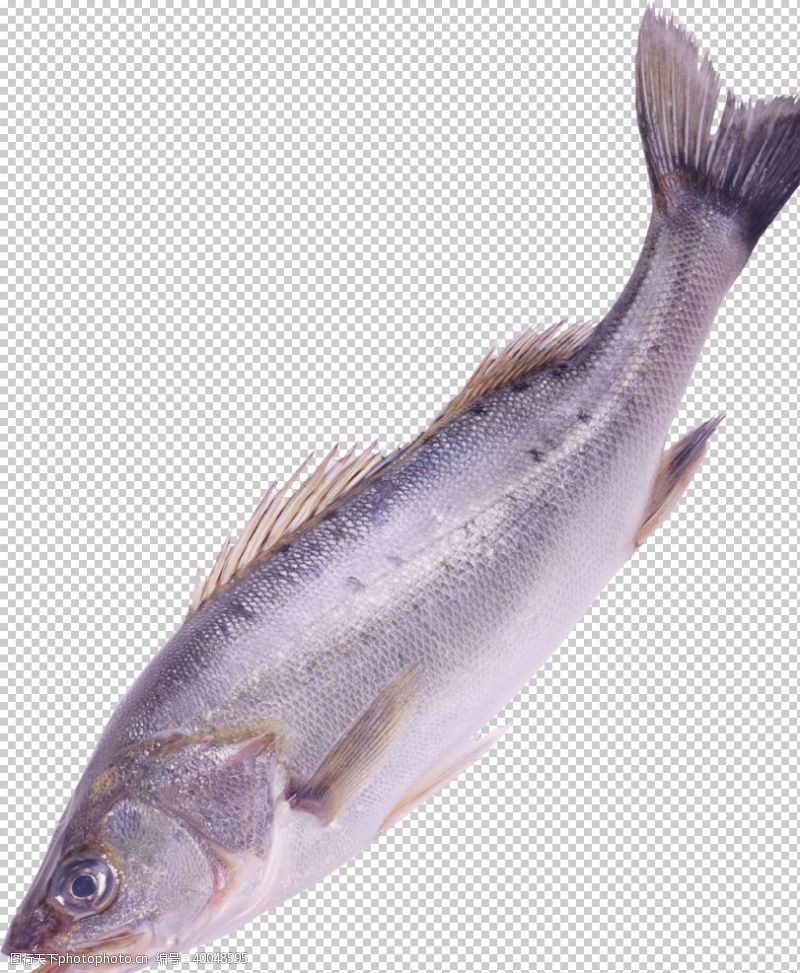 黄花鱼鱼图片