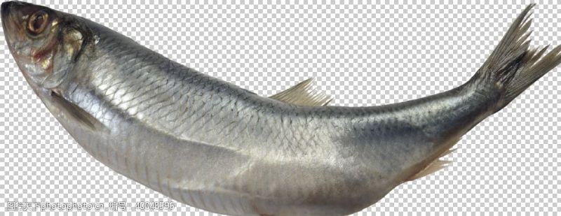 咸鱼鱼图片