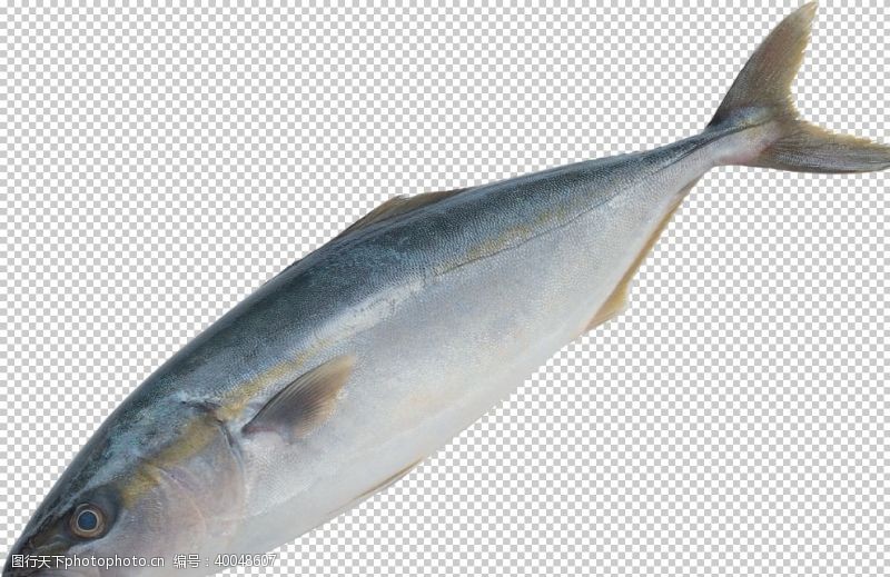 石斑鱼鱼图片