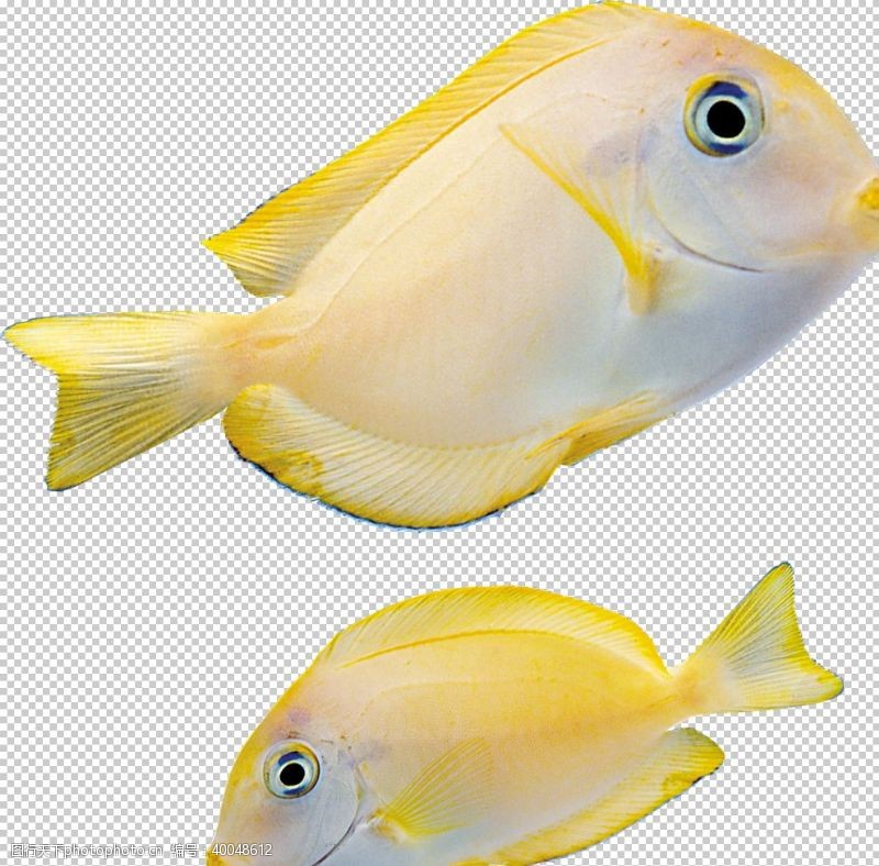 黄金鱼鱼图片