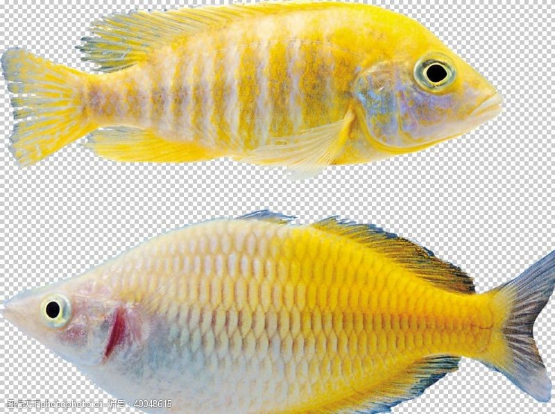 黄金鱼鱼图片