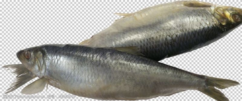淡黄鱼图片