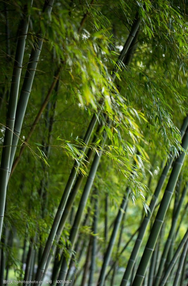 竹子竹林图片