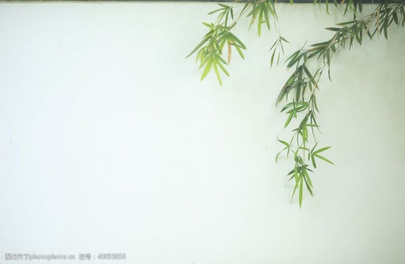 竹子图片