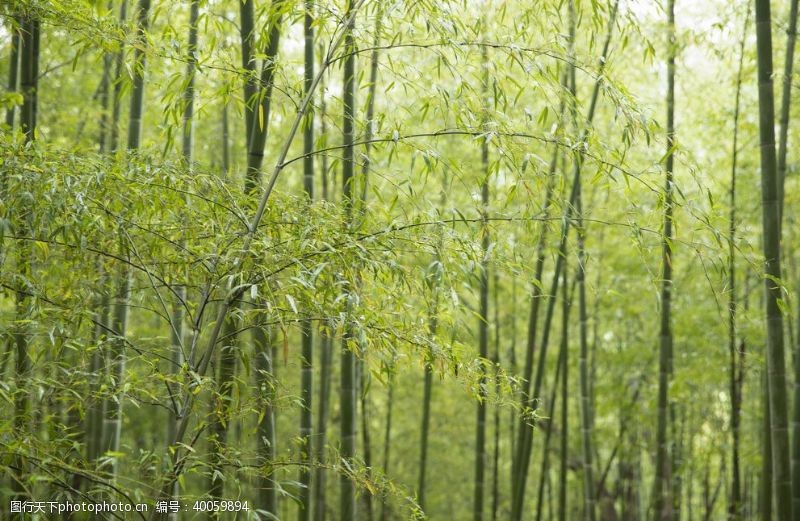 梅子竹子图片