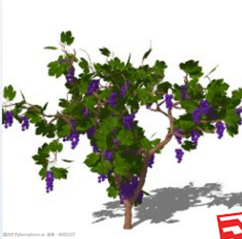 3d葡萄树葡萄藤模型skp图片
