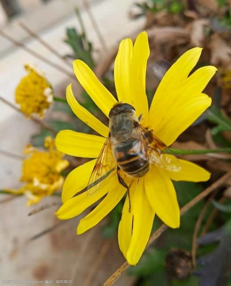 小蜜蜂采蜜采花蜜图片