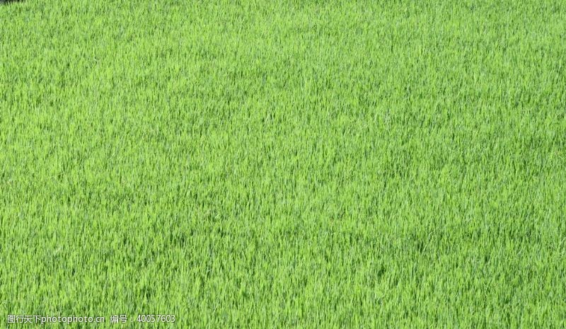 绿的草原图片