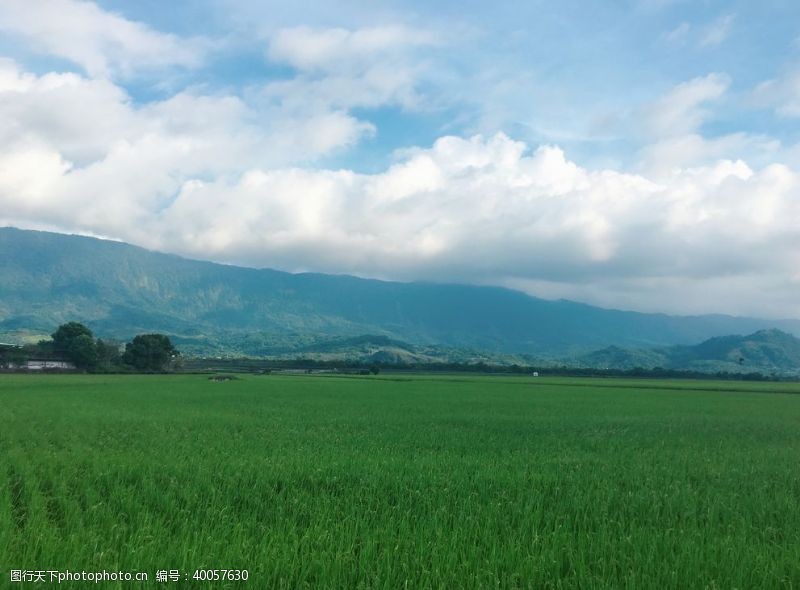 公园景观稻田图片