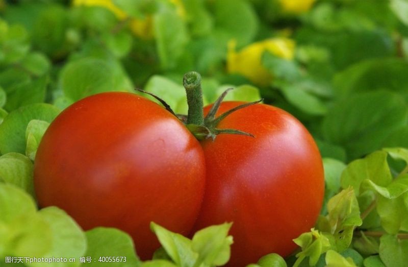 柿果番茄图片