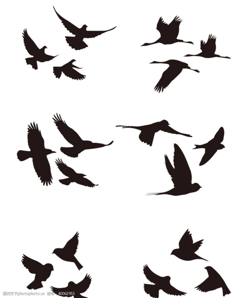 海鸥飞鸟剪影图片