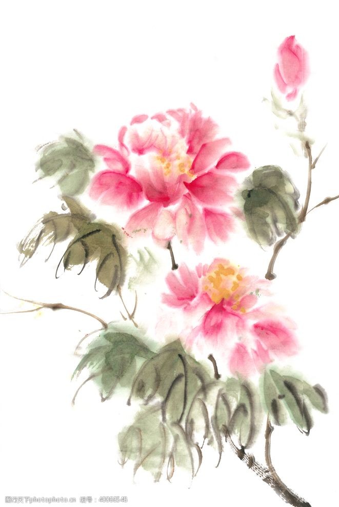 水彩花卉国画牡丹花图片