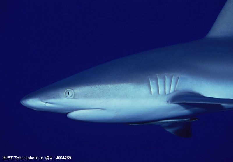 海洋深处海底的鲨鱼图片