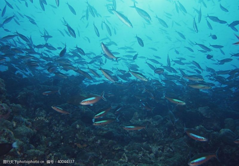 深水鱼海底的弋的鱼群图片