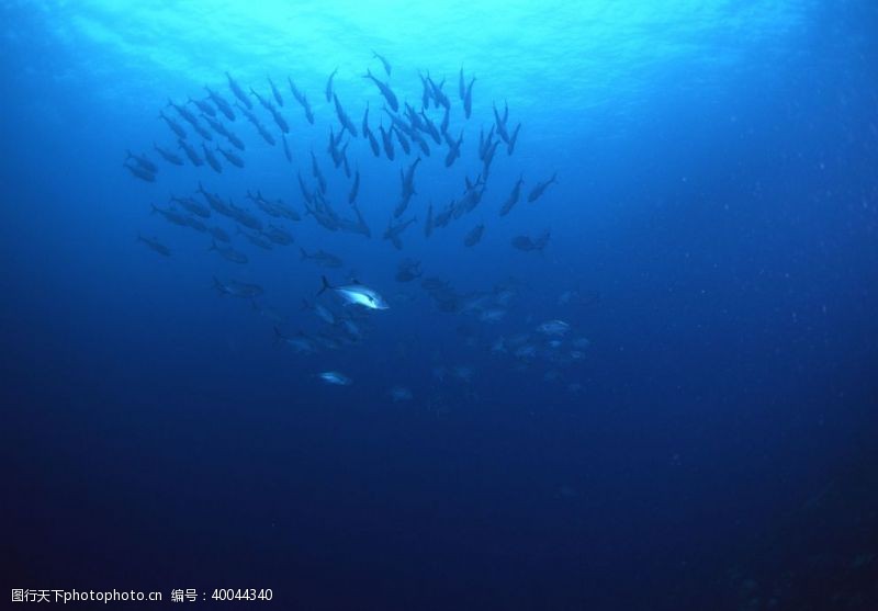游鱼海底的弋的鱼群图片