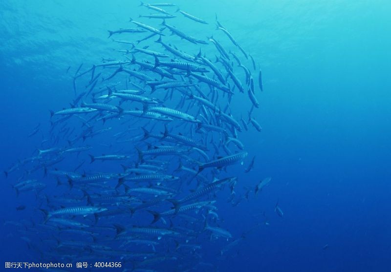 深水鱼海底的鱼群图片