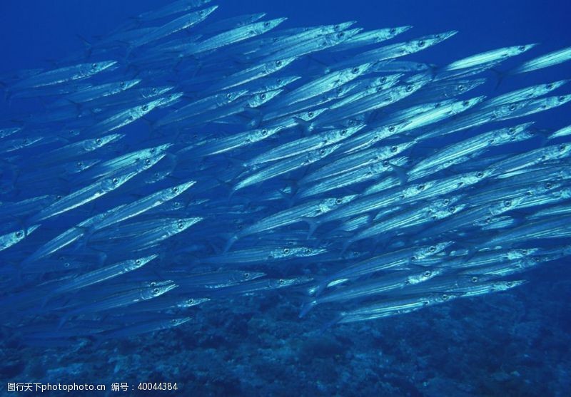 海洋深处海底的鱼群图片