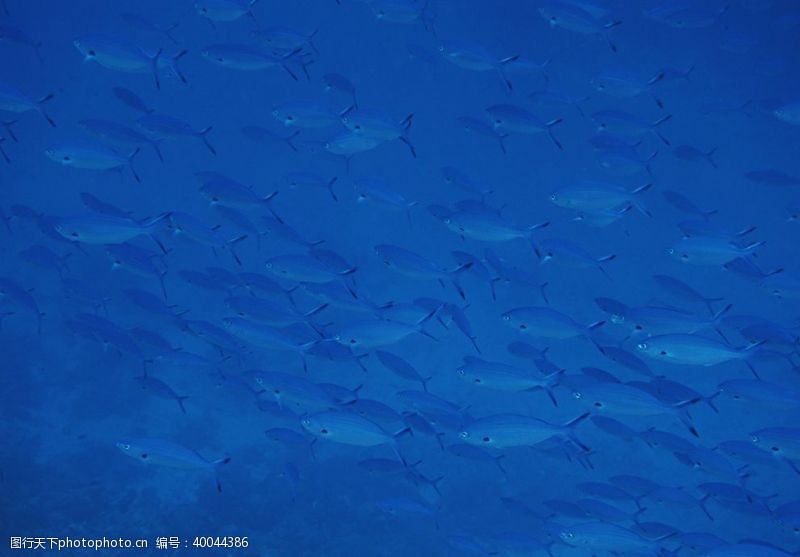 海底深处海底的鱼群图片