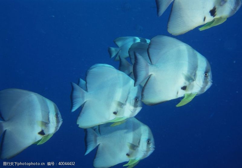 海底总动员海底的鱼群图片