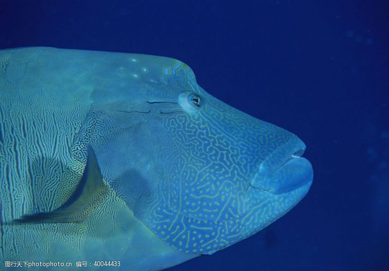 热带鱼海底的鱼图片